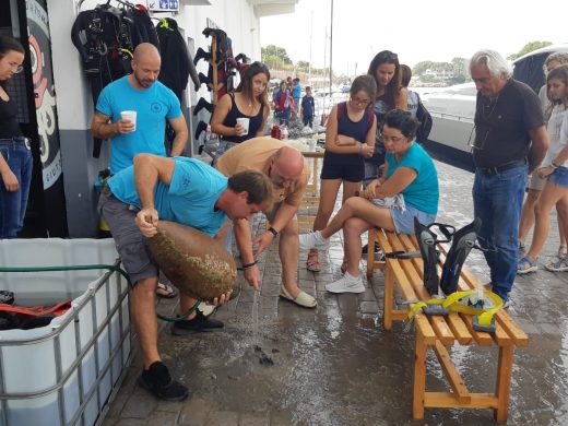 (Fotos) Una moneda itálica y un ánfora romana emergen del fondo del puerto de Ciutadella