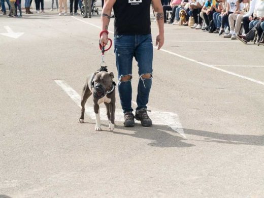 (Fotos) Éxito en la undécima Fira d’Adopcions