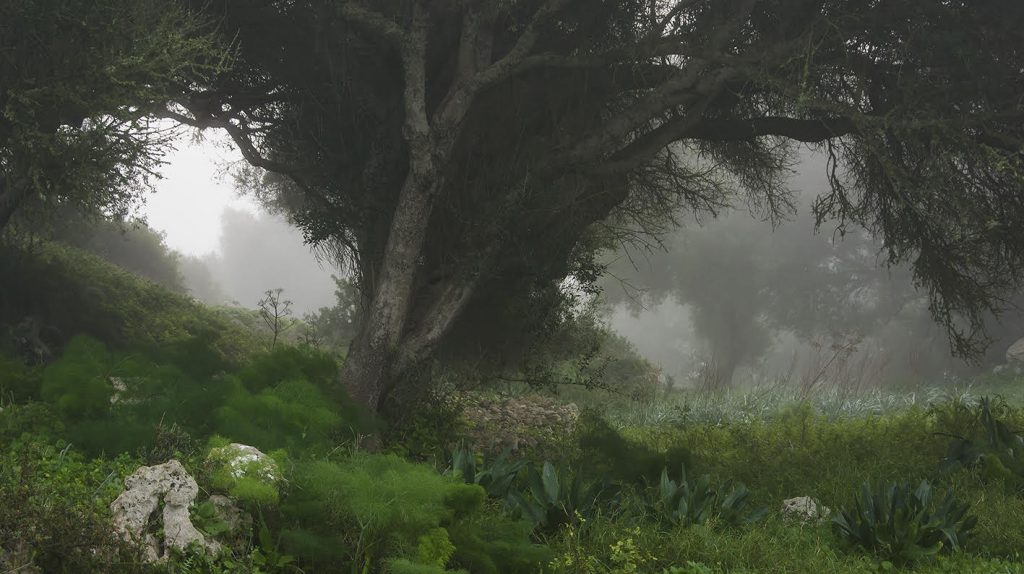 La niebla cubría los bosques de Menorca esta mañana (Imagen: Miquel Llambias)