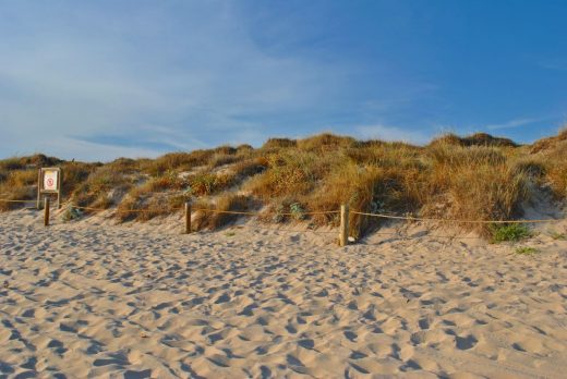 Arena y zona dunar de la playa de Son Bou (Foto: EA)