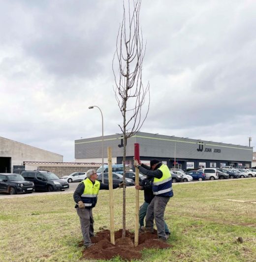 Operarios sembrando los nuevos árboles en Ciutadella