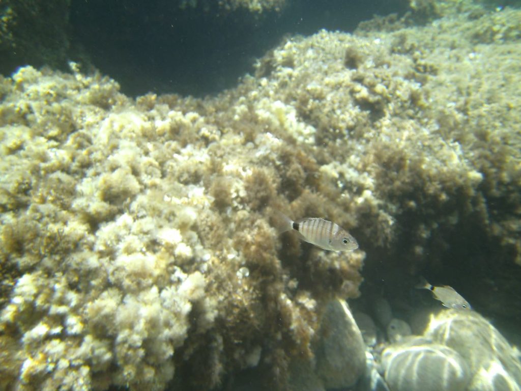 Sargos en las aguas de Menorca (Imagen de Joan Moranta /IEO)