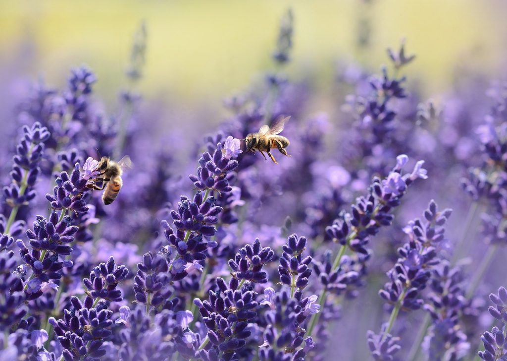 Abejas libando