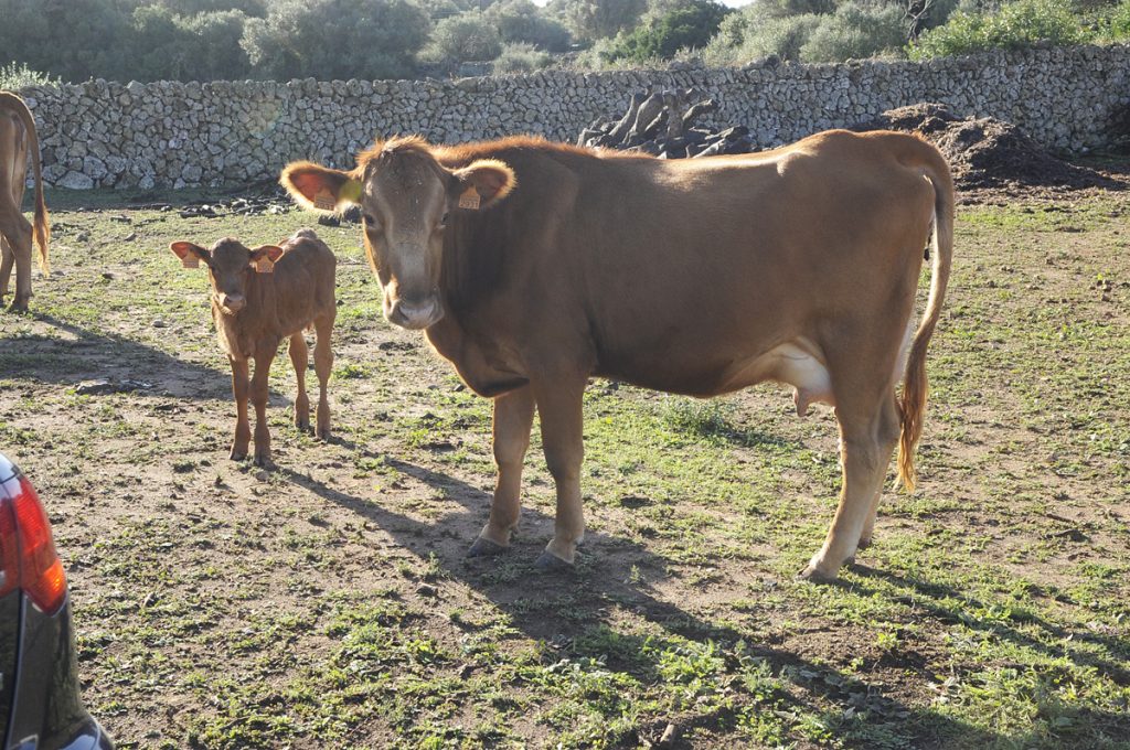 Vaca vermella menorquina.