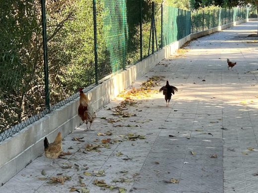 (Fotos) ‘Desfile’ de gallinas cerca del Dalt Sant Joan