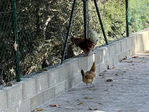 (Fotos) ‘Desfile’ de gallinas cerca del Dalt Sant Joan