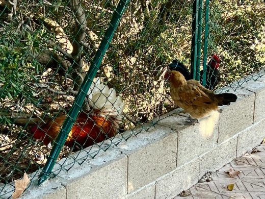 (Fotos) ‘Desfile’ de gallinas cerca del Dalt Sant Joan