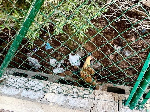 (Fotos) ‘Desfile’ de gallinas cerca del Dalt Sant Joan