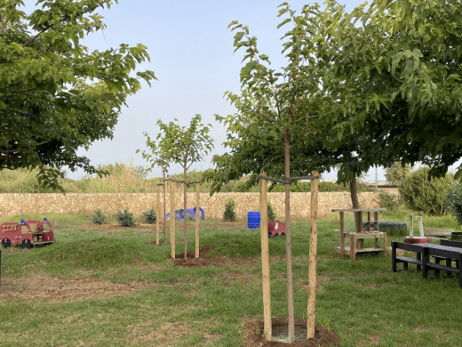 (Fotos) Centros educativos de Ciutadella se renuevan: más árboles para combatir el cambio climático