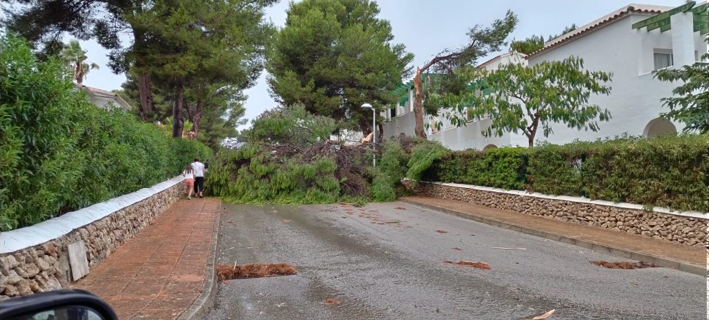 Árboles caídos por la tormenta del día 27.