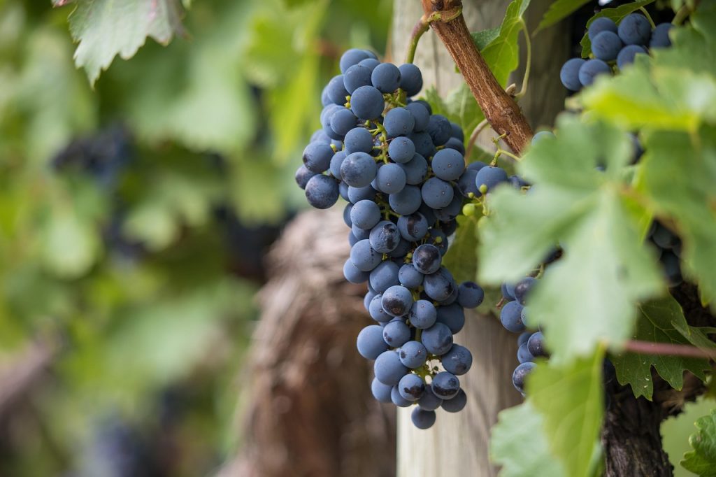 Tierra de buenos vinos.