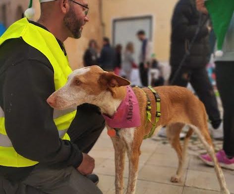 (Fotos) CaniCross Menorca celebra su séptima edición en Ciutadella con una gran participación