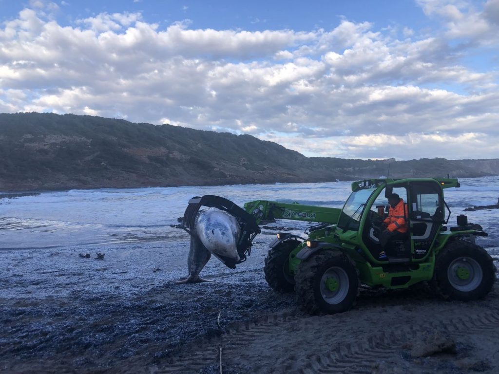Retiran una cría de cachalote muerta de la playa de la Vall