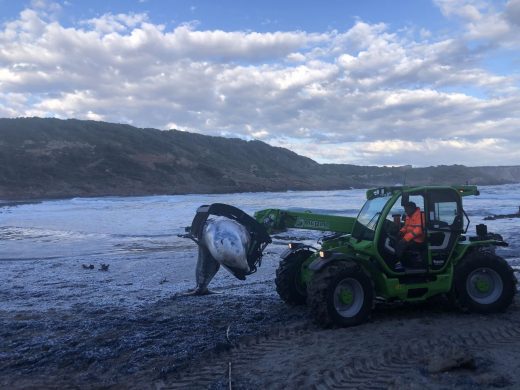 Retiran una cría de cachalote muerta de la playa de la Vall