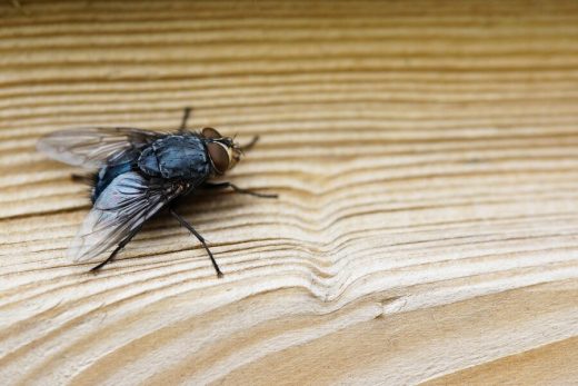 Aunque en las casas de campo es habitual que entren algunas moscas, gracias a estas cortinas podemos evitarlas en un tanto por ciento grande.