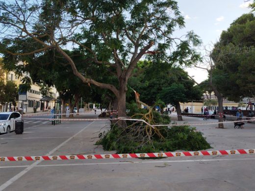 (Fotos) Los bomberos talan ramas peligrosas en el parque infantil de s’Esplanada