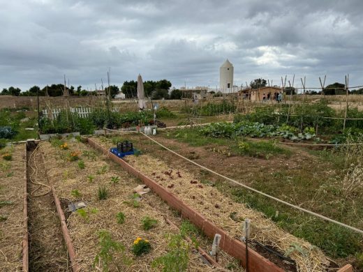 (Fotos) Entrega de 72 huertos urbanos en Camí den Guixó