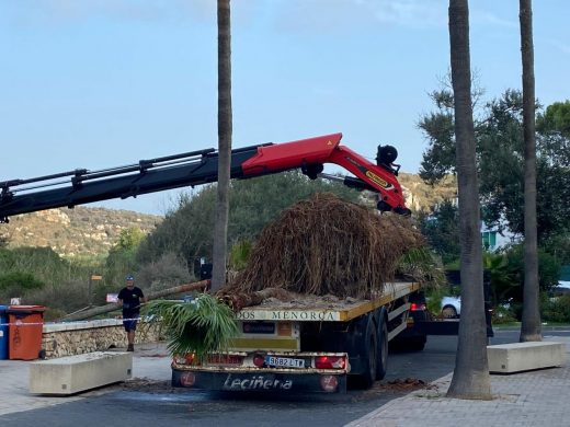 (Fotos) Trasladan las palmeras caídas de Cala en Porter debido a la DANA