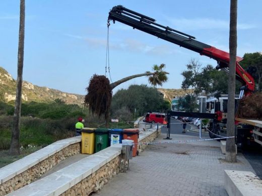 (Fotos) Trasladan las palmeras caídas de Cala en Porter debido a la DANA