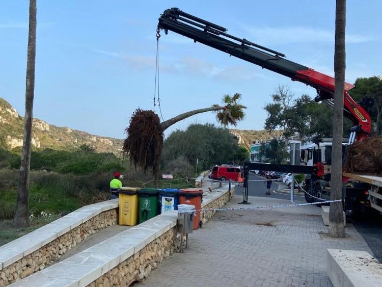 Cala en Porter: trasladan las palmeras caídas a causa de la DANA.