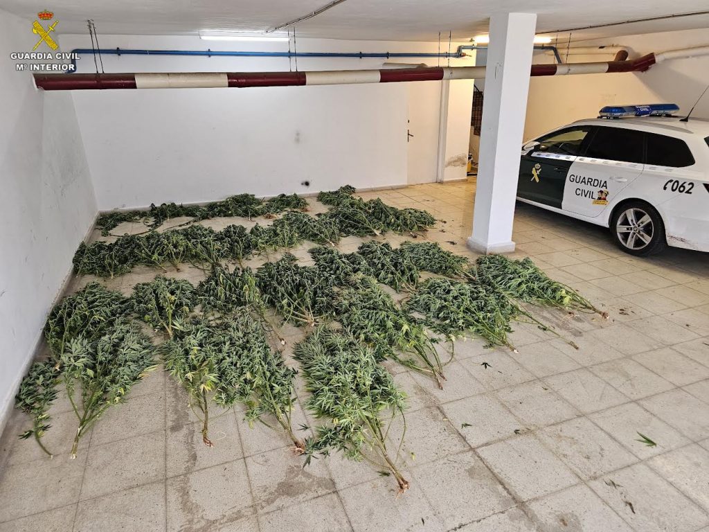 Hallan 50 plantas de marihuana en una finca de Es Mercadal.