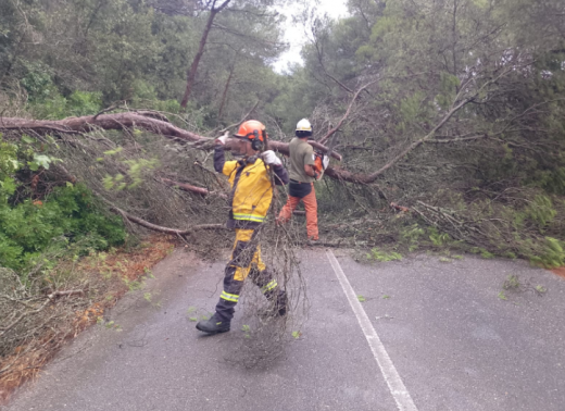 Retirada de árboles caídos en el Camí de Sa Roca, en Es Mercadal.