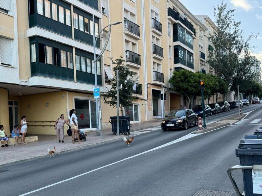 (Fotos) Gallos sueltos en Maó: la Avenida Vives Llull, su nuevo territorio