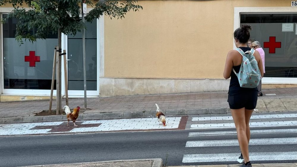 Los gallos exploran la Avenida Vives Llull y sorprenden a los vecinos de Maó.