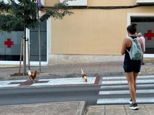 (Fotos) Gallos sueltos en Maó: la Avenida Vives Llull, su nuevo territorio