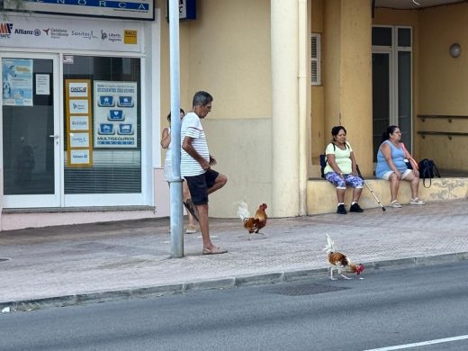 (Fotos) Gallos sueltos en Maó: la Avenida Vives Llull, su nuevo territorio