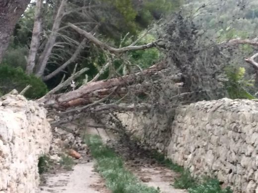 (Fotos) Las lluvias torrenciales y el fuerte viento dejan pequeños incidentes en la isla