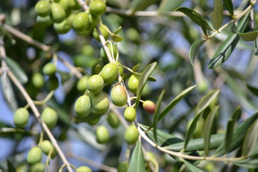 Aceitunas no, aceitunitas