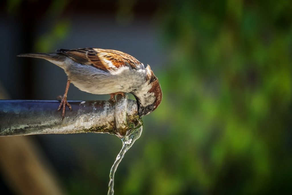 Pajarillo dando cuenta de los recursos hídricos del parque