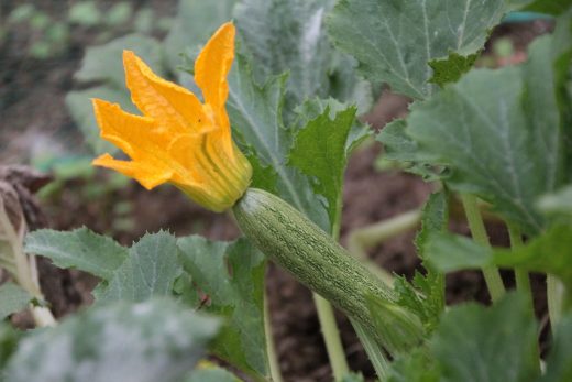 De la huerta al plato