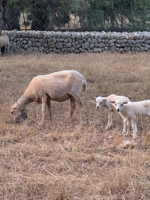 Confirmados 21 focos de lengua azul en Menorca, entre 123 en el archipiélago.