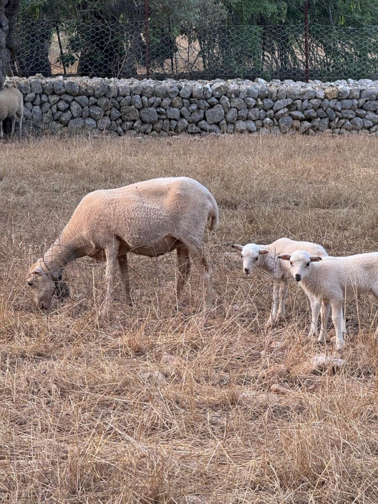 Confirmados 21 focos de lengua azul en Menorca, entre 123 en el archipiélago.