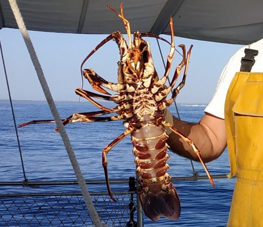 Nuevas medidas para gestionar la pesca de langosta en aguas del archipiélago.