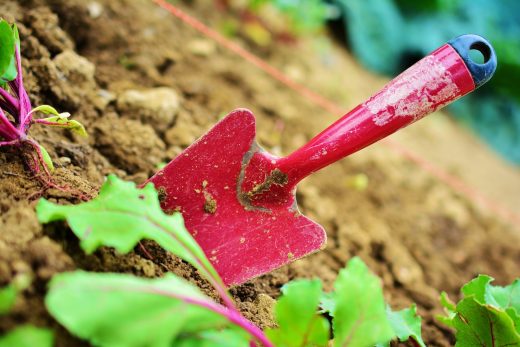 Al utilizarlos de manera adecuada, se puede disfrutar de jardines llenos de vida y color durante toda la temporada de floración.