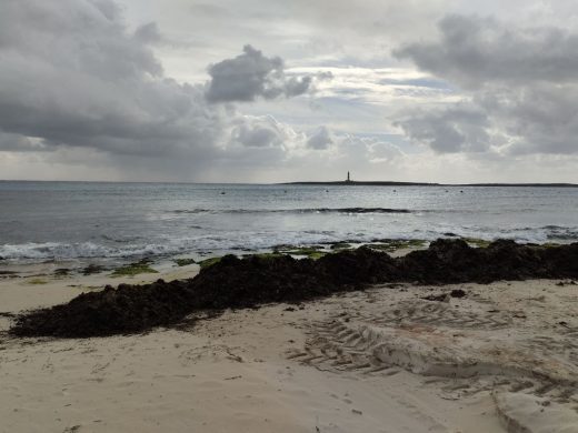 (Fotos) La posidonia regresa a las playas de Menorca