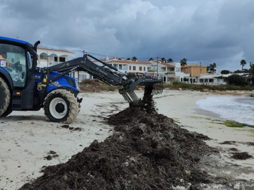 (Fotos) La posidonia regresa a las playas de Menorca