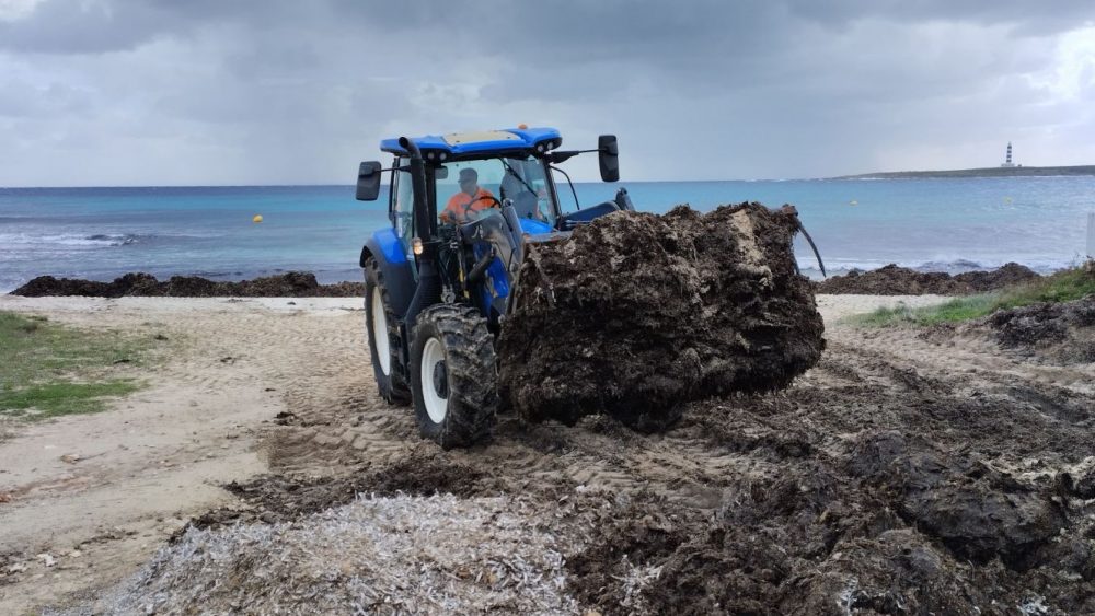 Se devolverán 449 m³ de posidonia para contribuir a la protección y recuperación de las playas en invierno.