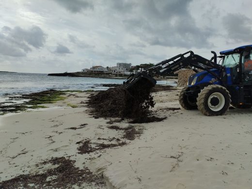 (Fotos) La posidonia regresa a las playas de Menorca