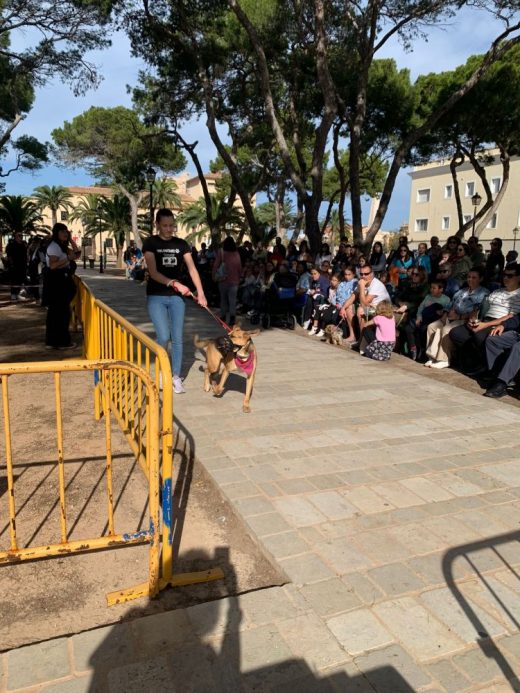 (Fotos) Ciutadella promueve la adopción de perros