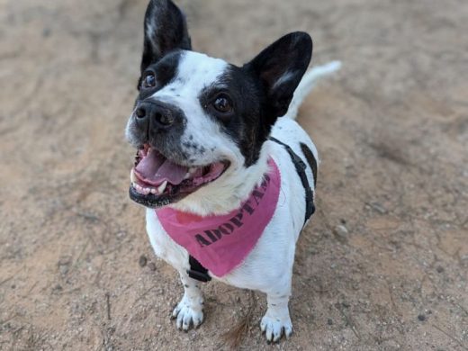 (Fotos) Ciutadella promueve la adopción de perros