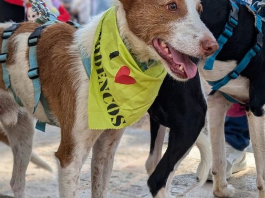 (Fotos) Ciutadella promueve la adopción de perros