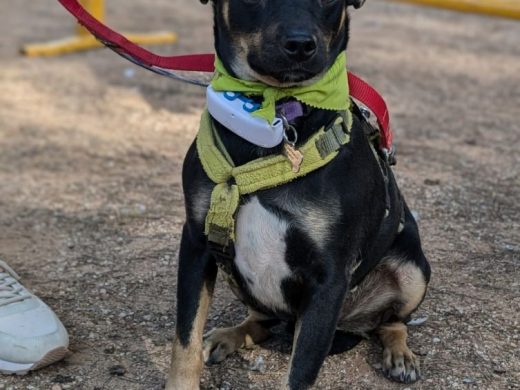 (Fotos) Ciutadella promueve la adopción de perros