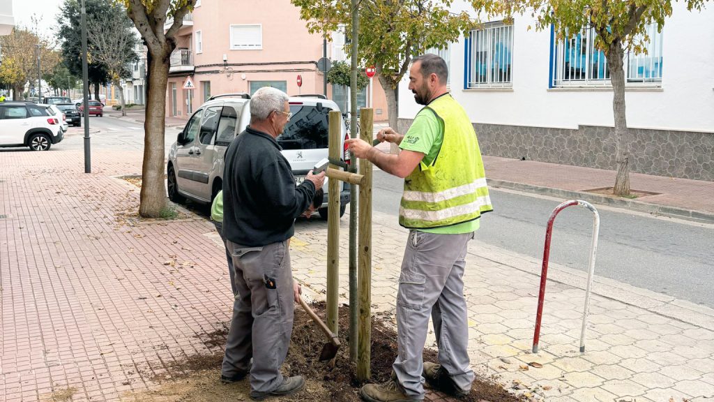 Dos operarios plantando uno de los árboles.