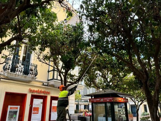 (Fotos) S’Arravaleta se despide de sus naranjas