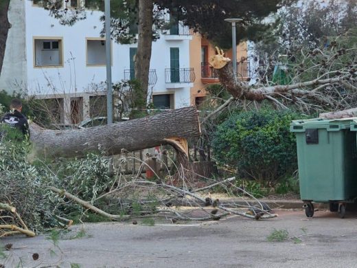 (Fotos) El temporal derriba dos pinos en Ferreries