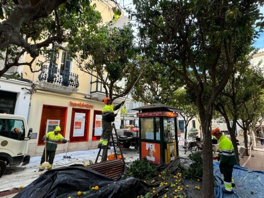 (Fotos) S’Arravaleta se despide de sus naranjas